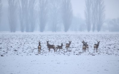 Kirkonkylän peura- ja kaurisjahti 2.1.2021